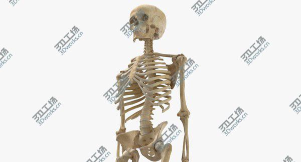 images/goods_img/20210312/Real Human Woman Skeleton Bones Anatomy With Intervertibral Disks 01 model/5.jpg